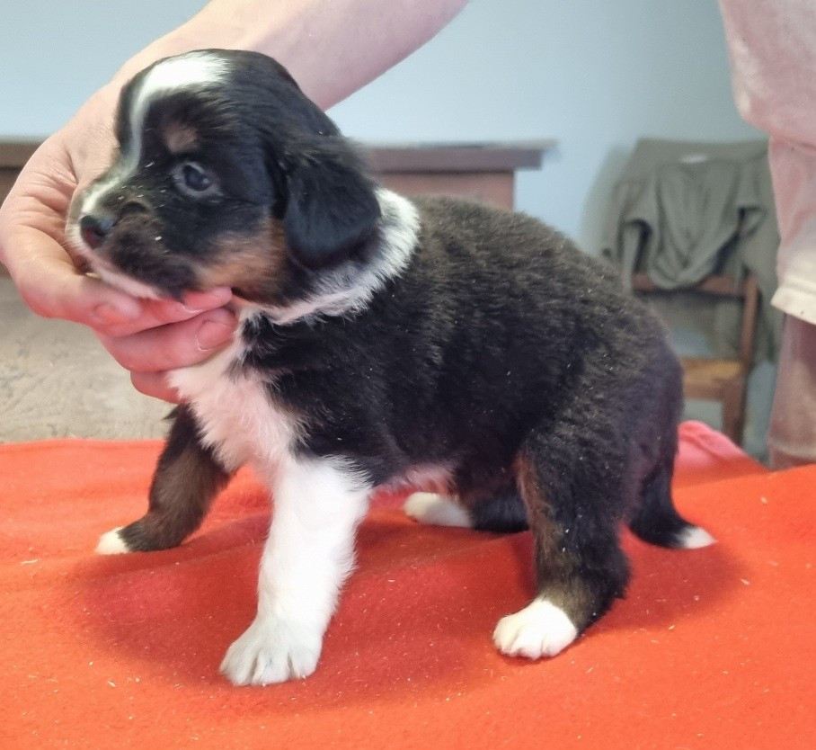 des hirondelles du voyage - Chiots disponibles - Berger Américain Miniature 