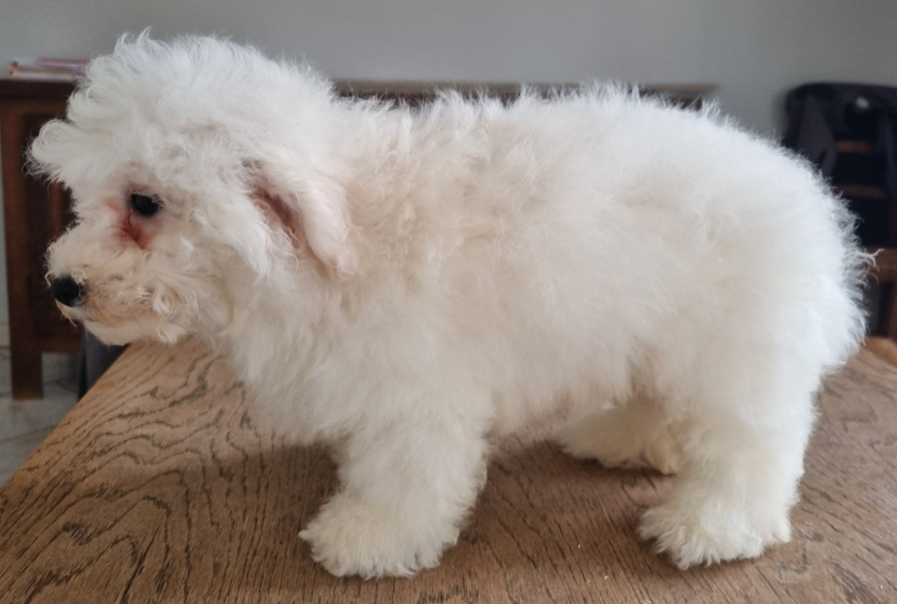 des hirondelles du voyage - Chiots disponibles - Bichon Frise
