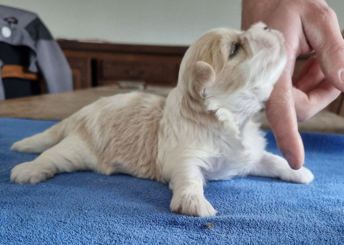 des hirondelles du voyage - Chiots disponibles - Coton de Tulear