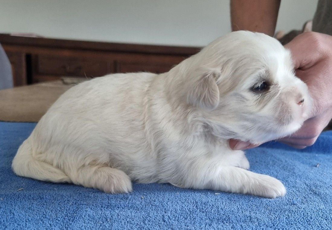 des hirondelles du voyage - Chiots disponibles - Coton de Tulear