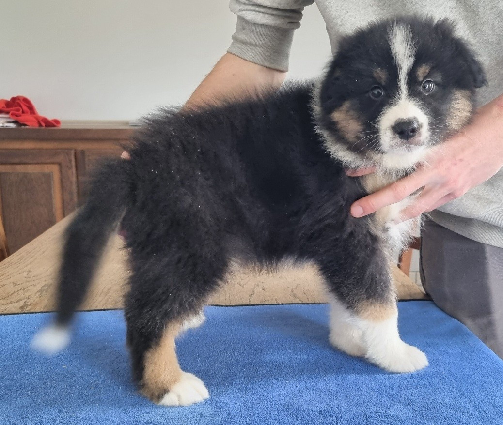 des hirondelles du voyage - Chiots disponibles - Berger Australien