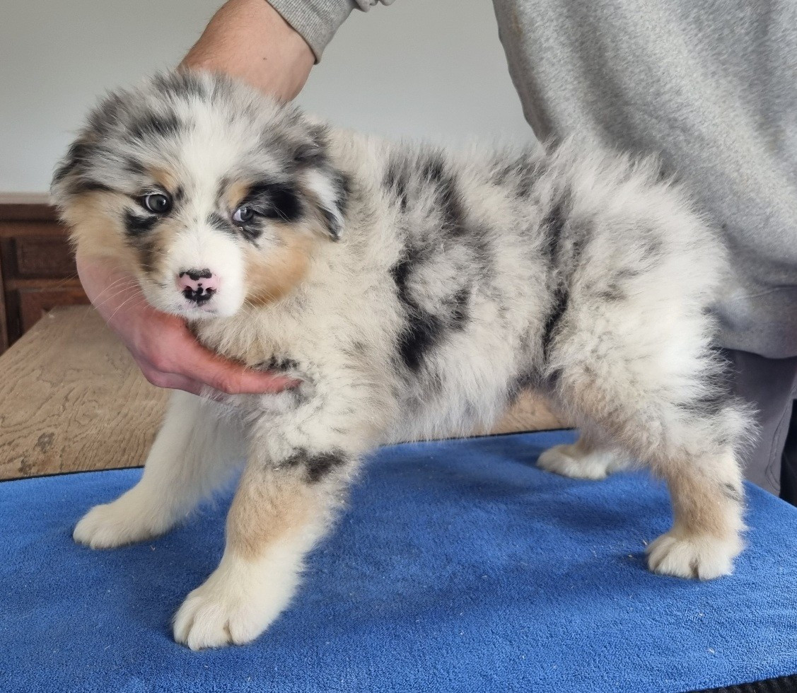 des hirondelles du voyage - Chiots disponibles - Berger Australien