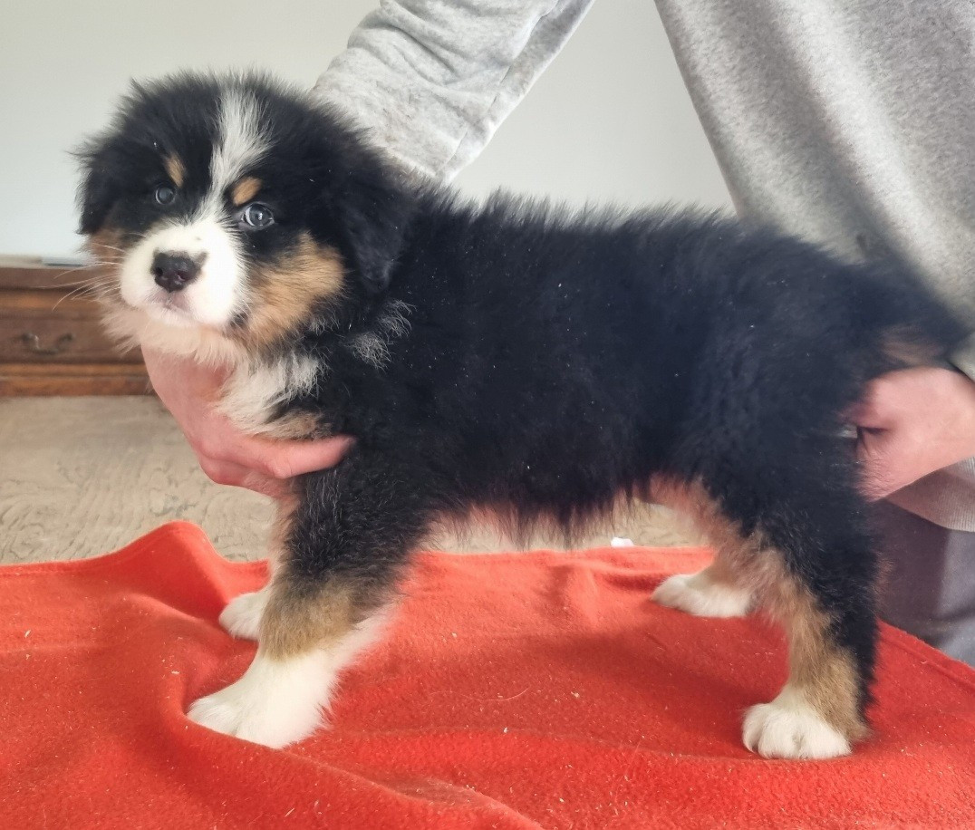 des hirondelles du voyage - Chiots disponibles - Berger Australien