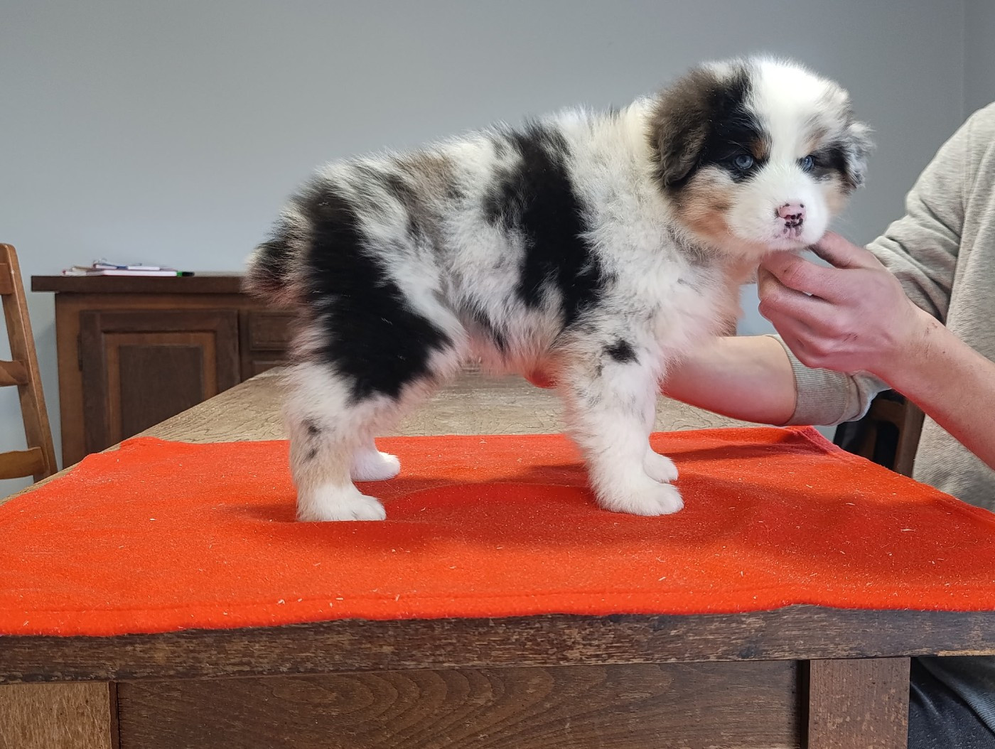 des hirondelles du voyage - Chiots disponibles - Berger Australien