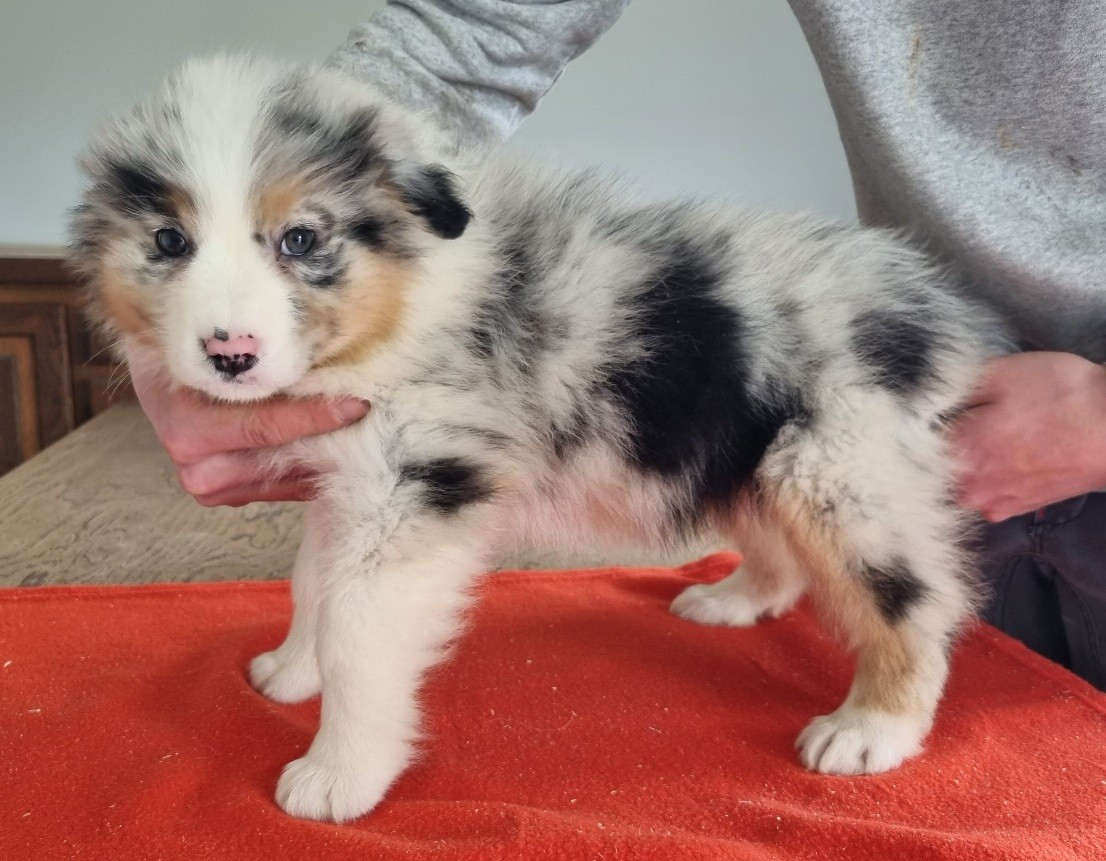 des hirondelles du voyage - Chiots disponibles - Berger Australien