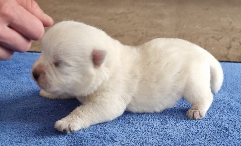 des hirondelles du voyage - Chiots disponibles - West Highland White Terrier