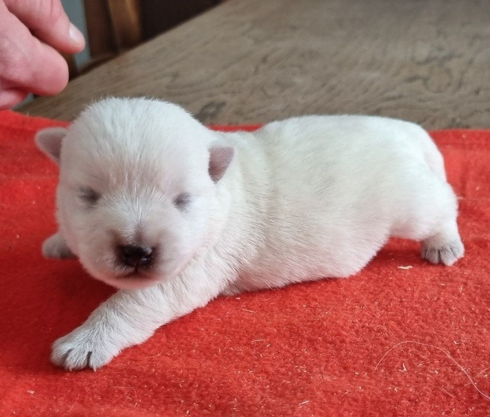 des hirondelles du voyage - Chiots disponibles - West Highland White Terrier