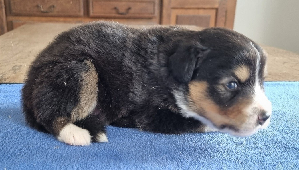 des hirondelles du voyage - Chiots disponibles - Berger Américain Miniature 