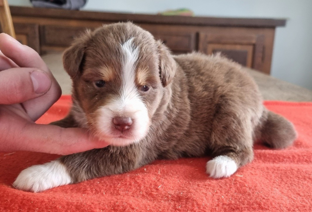 des hirondelles du voyage - Chiots disponibles - Berger Américain Miniature 