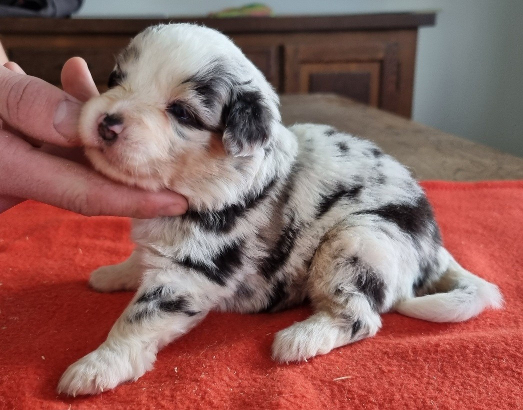 des hirondelles du voyage - Chiots disponibles - Berger Américain Miniature 