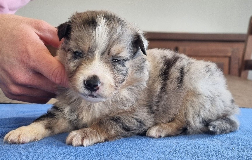 des hirondelles du voyage - Chiots disponibles - Berger Américain Miniature 