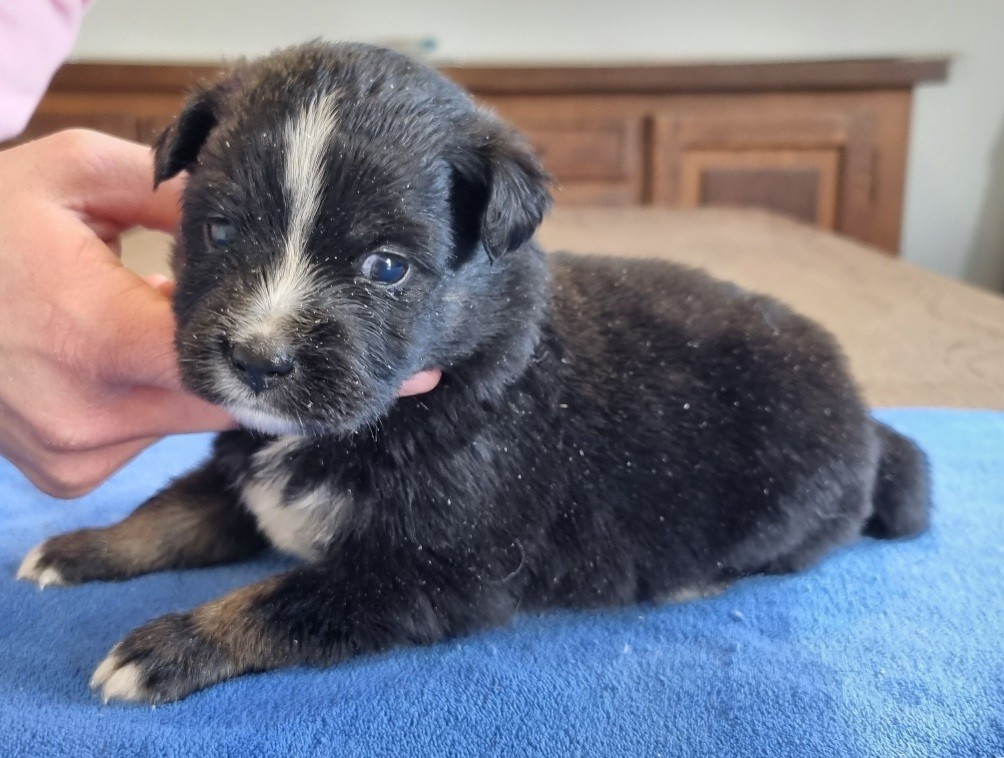 des hirondelles du voyage - Chiots disponibles - Berger Américain Miniature 