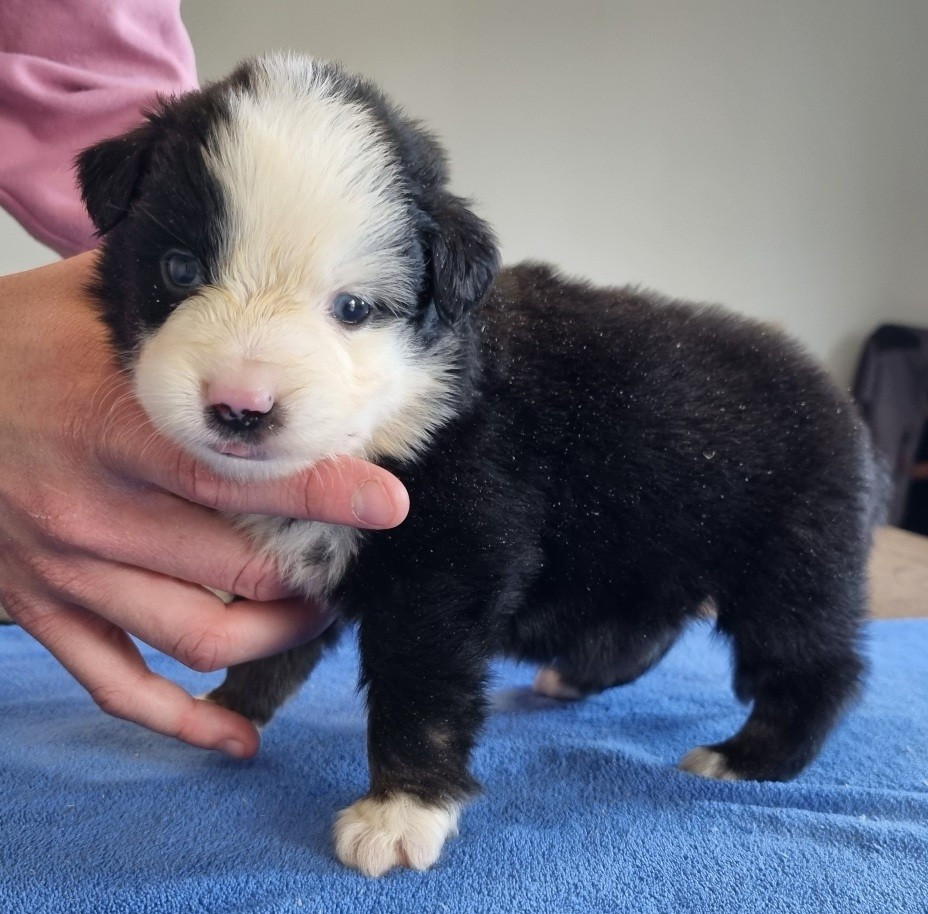 des hirondelles du voyage - Chiots disponibles - Berger Américain Miniature 