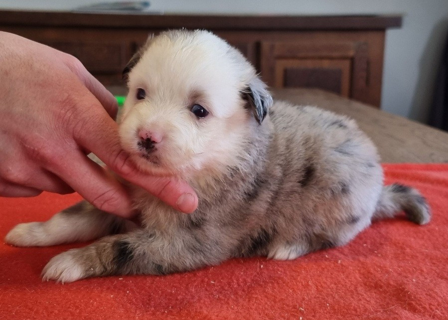 des hirondelles du voyage - Chiots disponibles - Berger Américain Miniature 