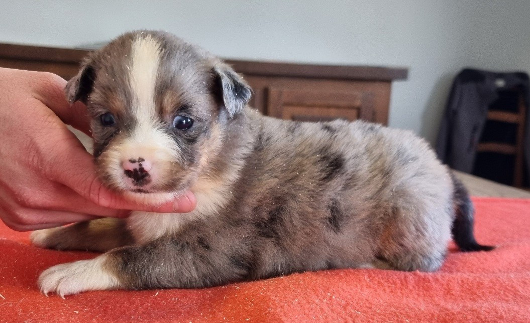 des hirondelles du voyage - Chiots disponibles - Berger Américain Miniature 