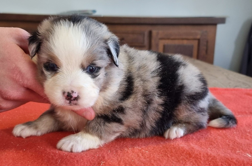 des hirondelles du voyage - Chiots disponibles - Berger Américain Miniature 