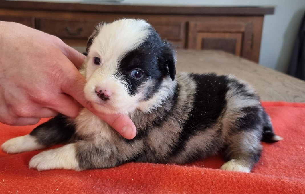 des hirondelles du voyage - Chiots disponibles - Berger Américain Miniature 