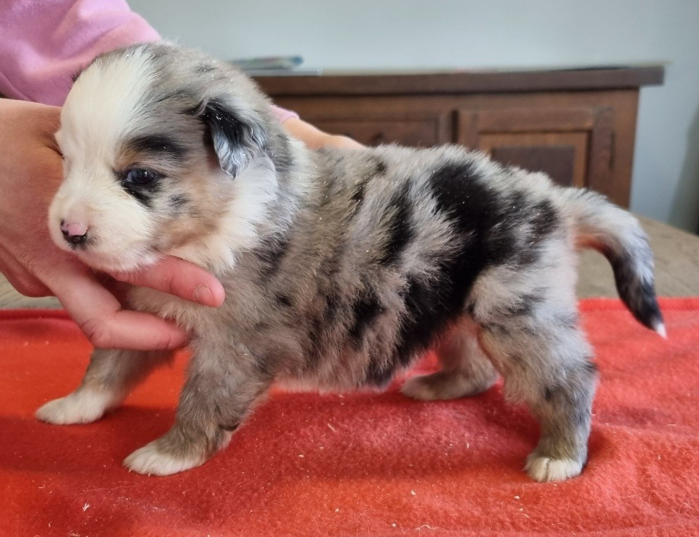 des hirondelles du voyage - Chiots disponibles - Berger Américain Miniature 