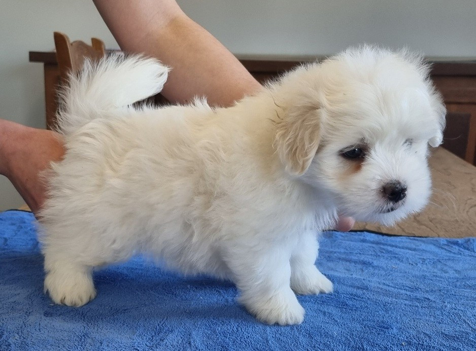des hirondelles du voyage - Chiots disponibles - Coton de Tulear