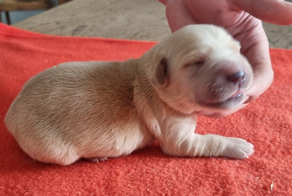 des hirondelles du voyage - Chiots disponibles - Golden Retriever