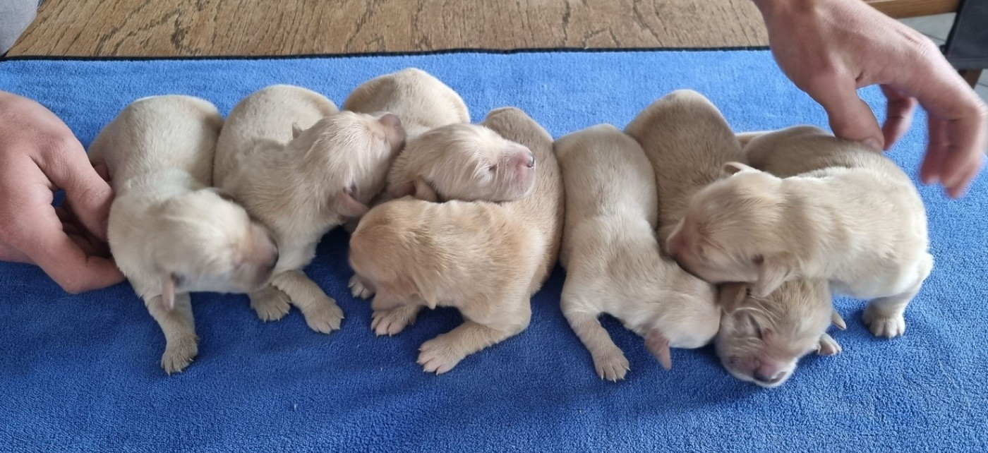 des hirondelles du voyage - Chiots disponibles - Golden Retriever