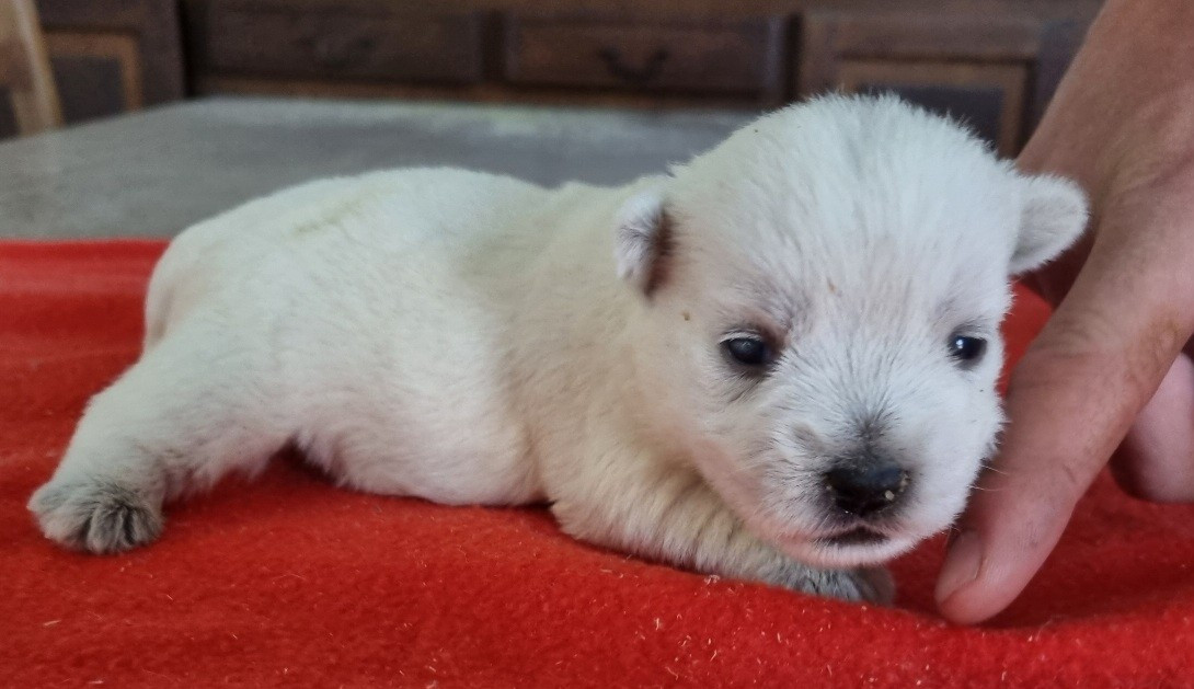 des hirondelles du voyage - Chiots disponibles - West Highland White Terrier