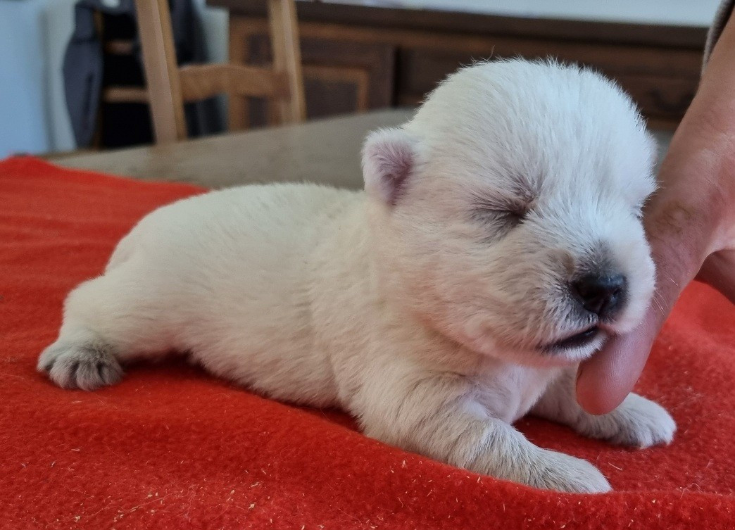 des hirondelles du voyage - Chiots disponibles - West Highland White Terrier