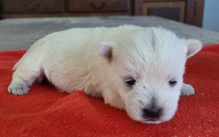 des hirondelles du voyage - Chiots disponibles - West Highland White Terrier