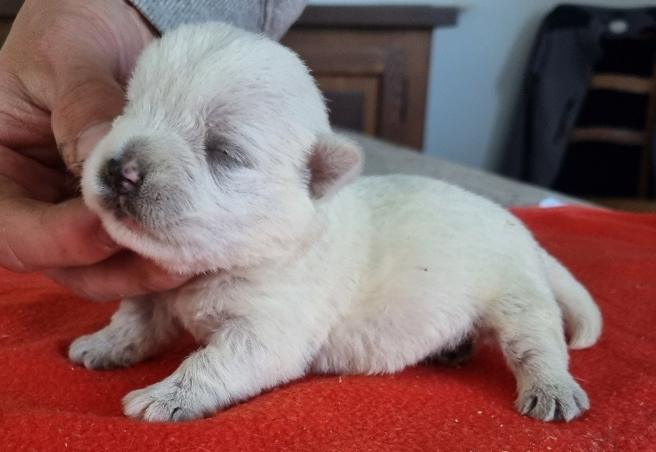 des hirondelles du voyage - Chiots disponibles - West Highland White Terrier