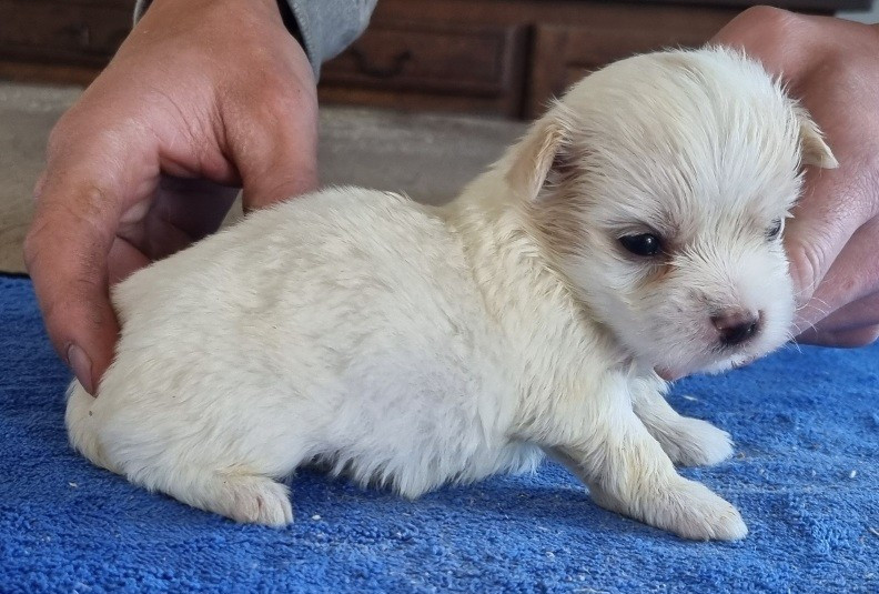 des hirondelles du voyage - Chiots disponibles - Coton de Tulear