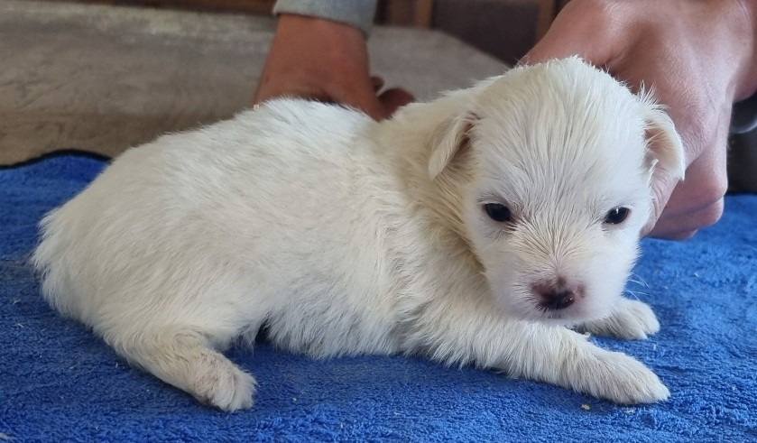 des hirondelles du voyage - Chiots disponibles - Coton de Tulear