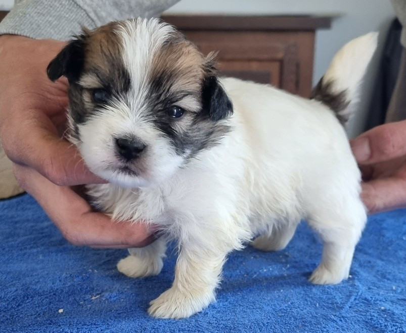 des hirondelles du voyage - Chiots disponibles - Coton de Tulear