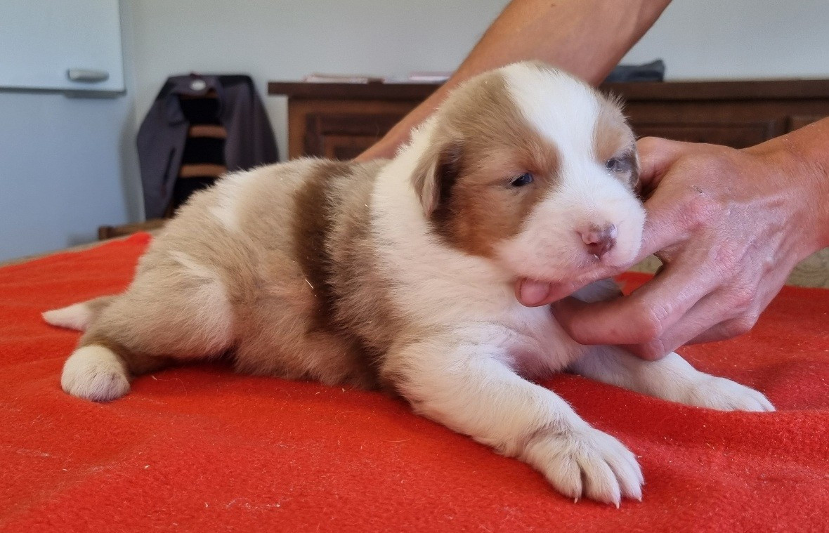des hirondelles du voyage - Chiots disponibles - Berger Australien