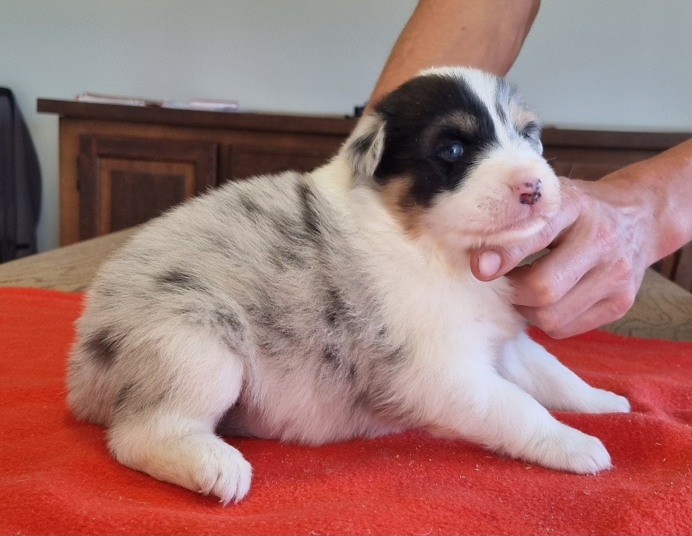 des hirondelles du voyage - Chiots disponibles - Berger Australien