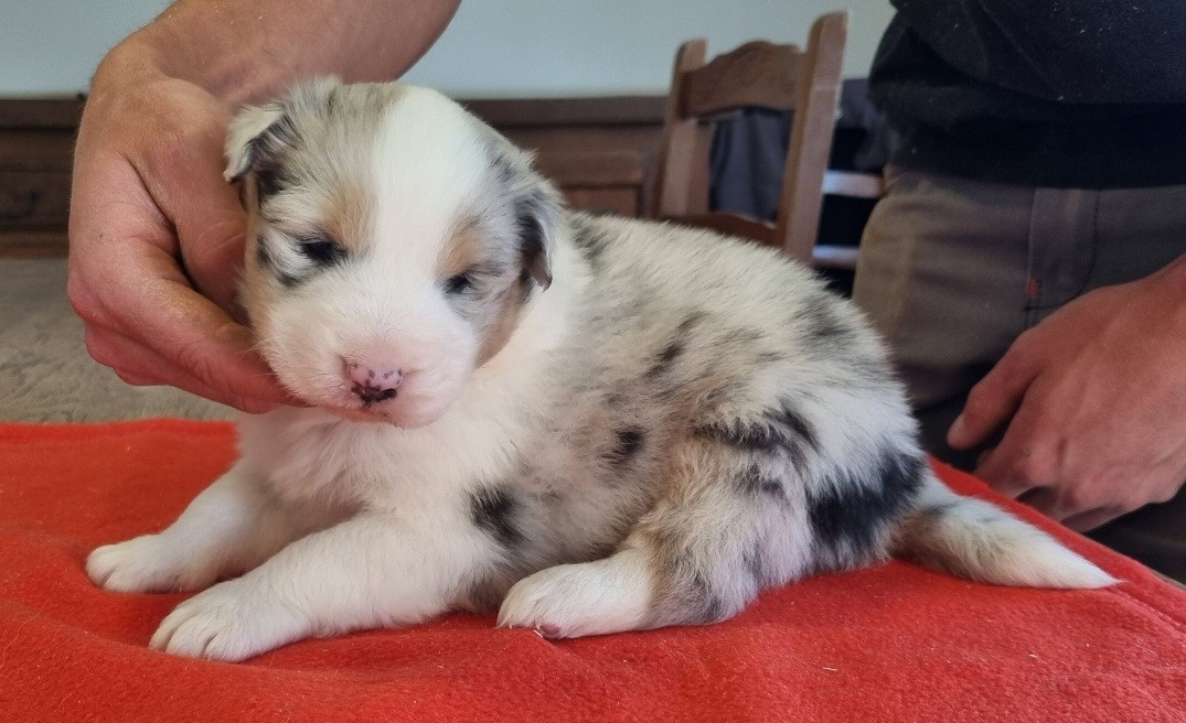 des hirondelles du voyage - Chiots disponibles - Berger Australien