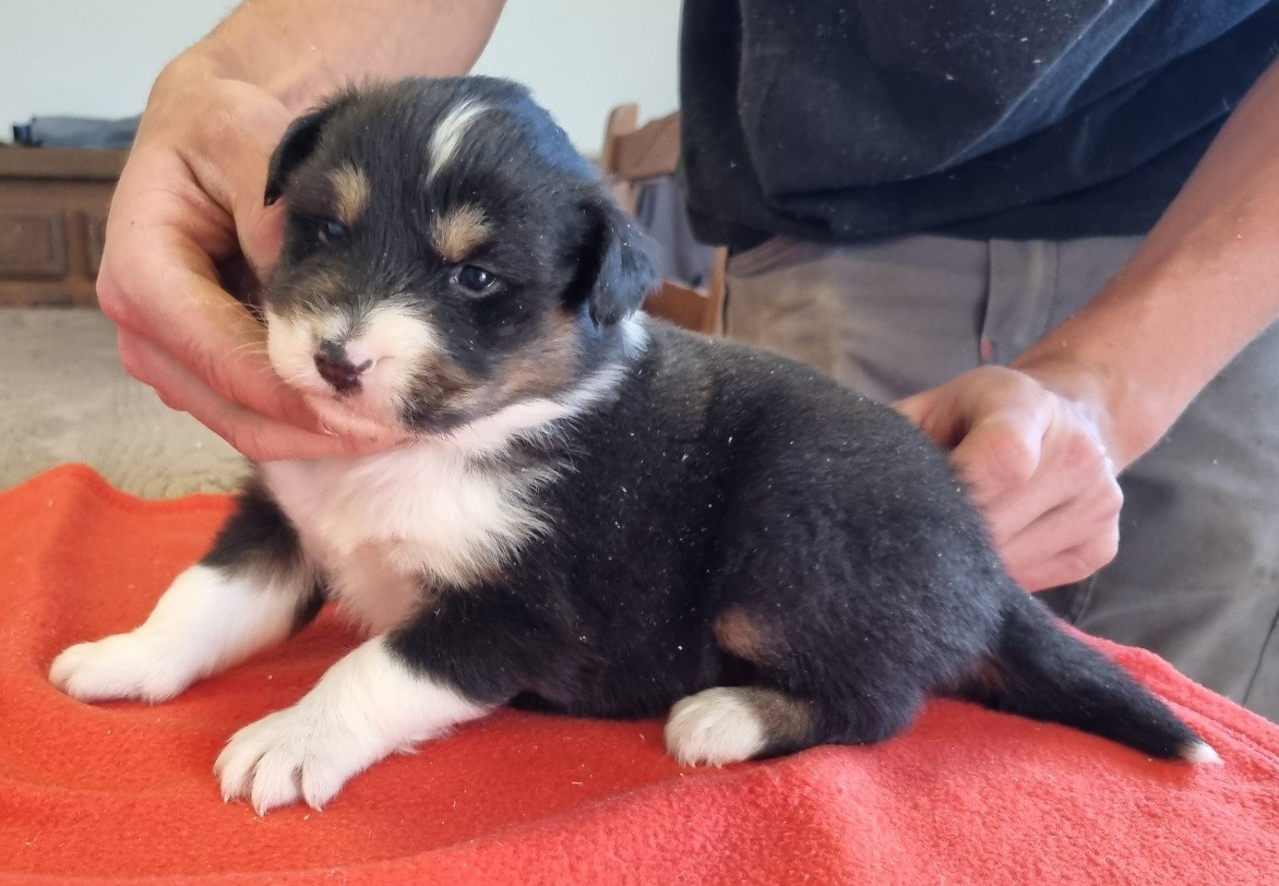 des hirondelles du voyage - Chiots disponibles - Berger Australien