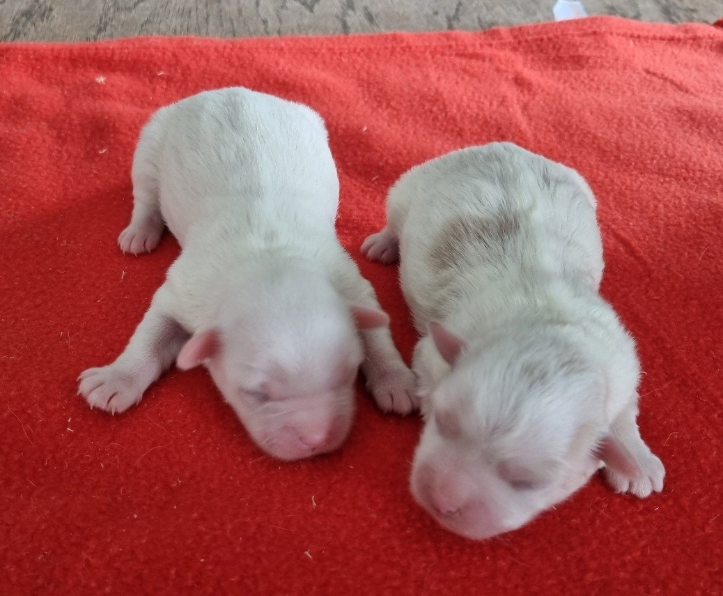 des hirondelles du voyage - Chiots disponibles - Coton de Tulear