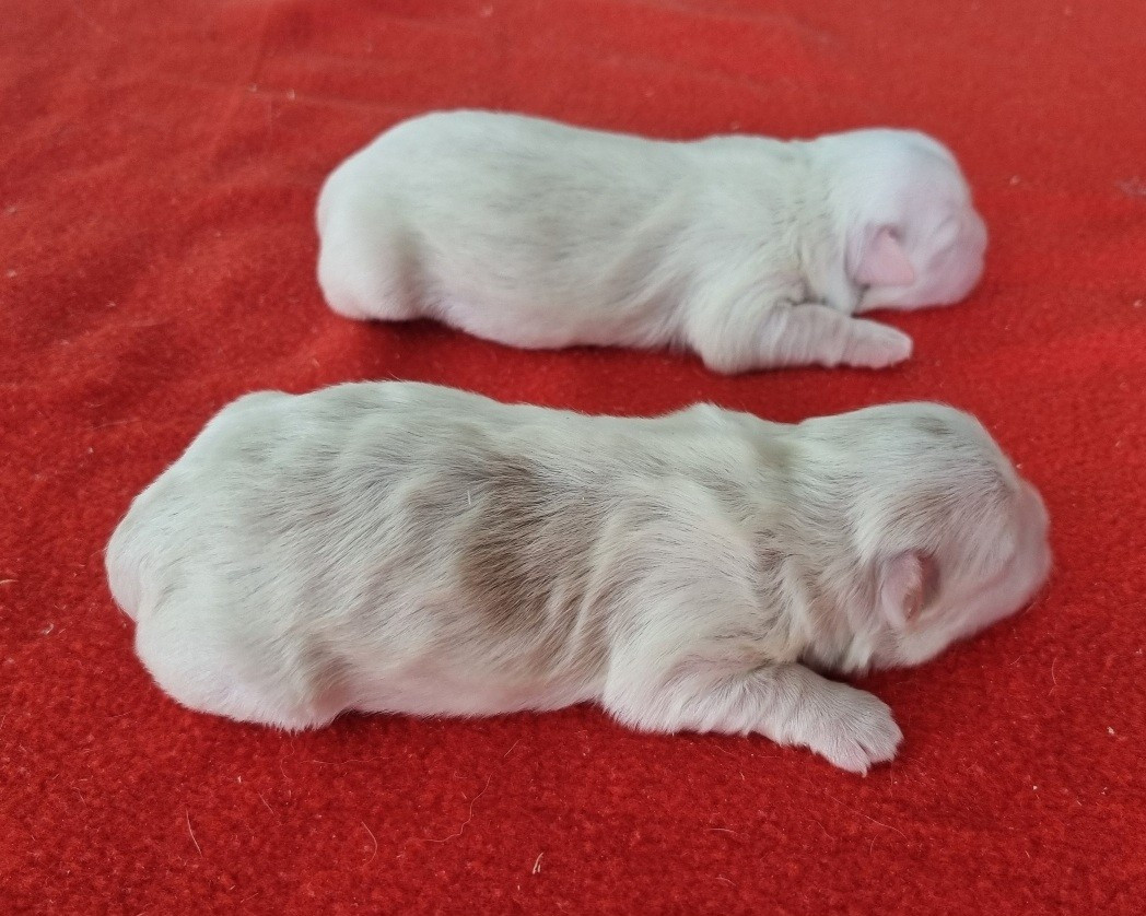 des hirondelles du voyage - Chiots disponibles - Coton de Tulear