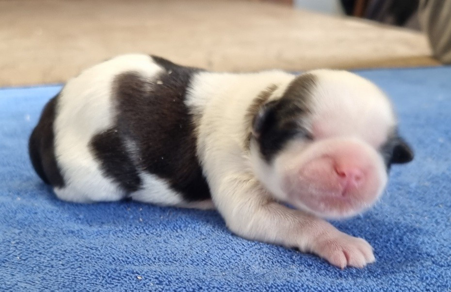 des hirondelles du voyage - Chiots disponibles - Shih Tzu