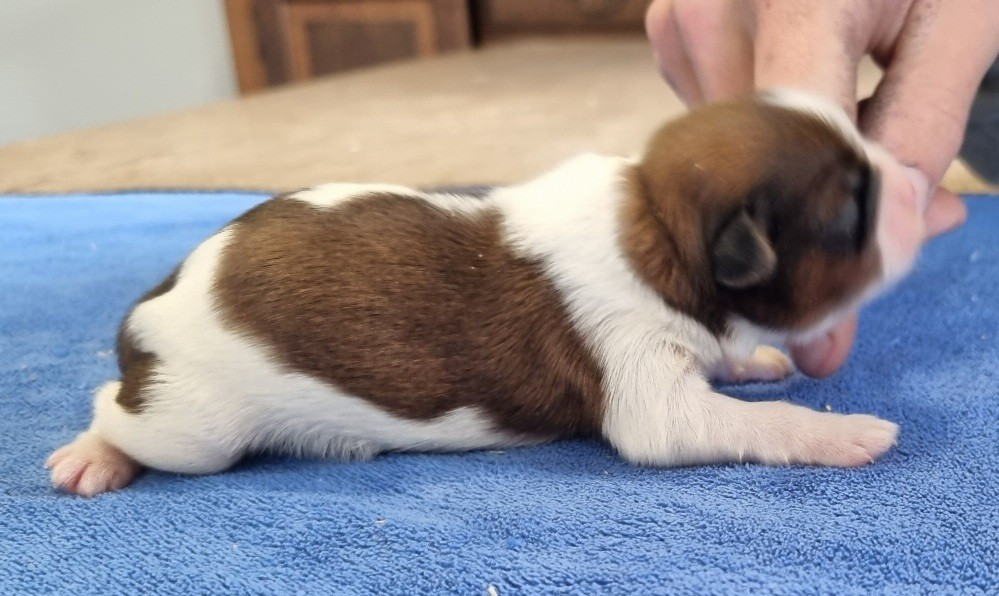 des hirondelles du voyage - Chiots disponibles - Shih Tzu