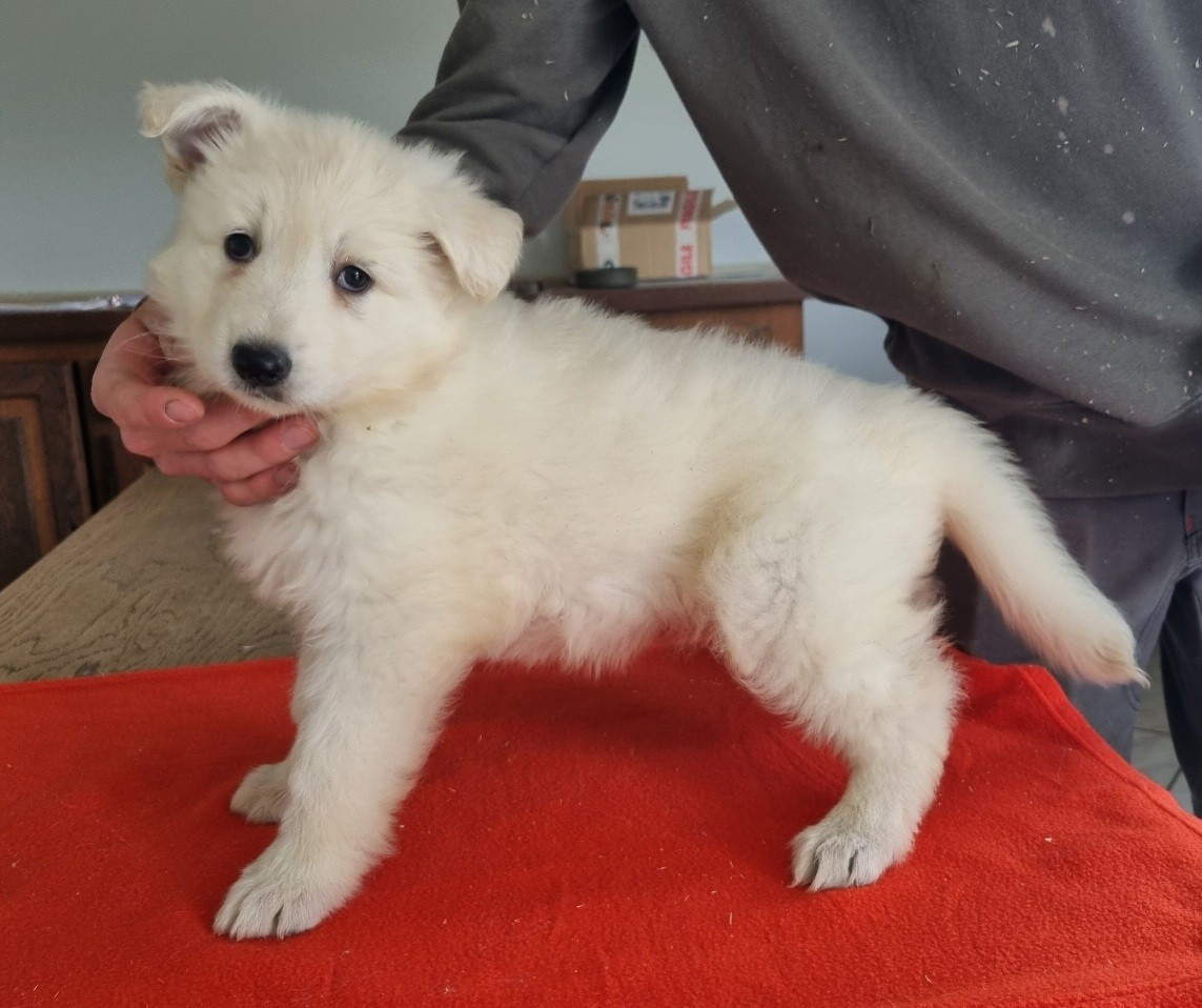 des hirondelles du voyage - Chiots disponibles - Berger Blanc Suisse