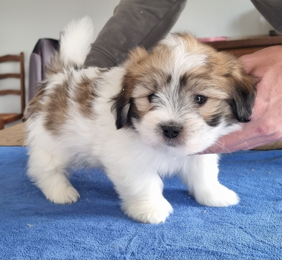 des hirondelles du voyage - Chiots disponibles - Coton de Tulear
