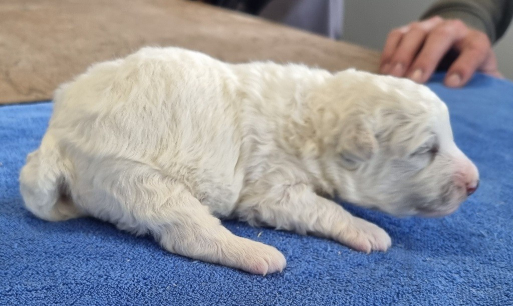des hirondelles du voyage - Chiots disponibles - Bichon Frise