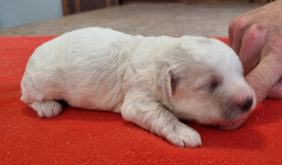 des hirondelles du voyage - Chiots disponibles - Bichon Frise
