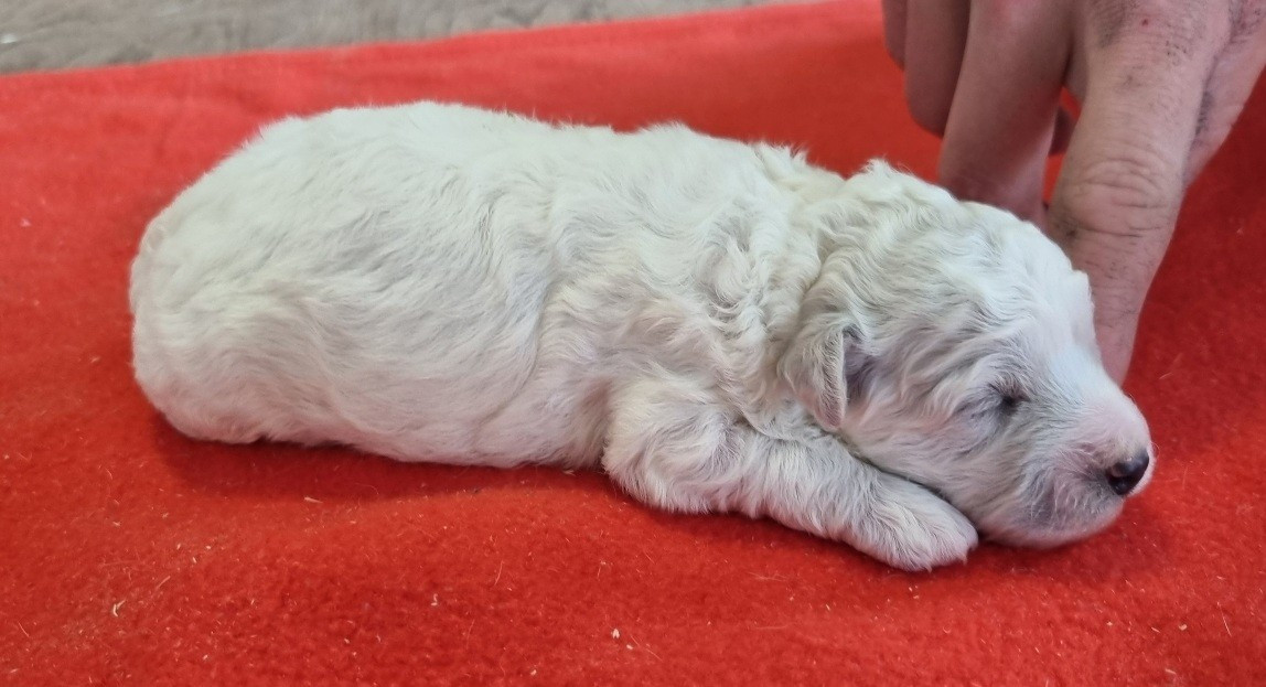 des hirondelles du voyage - Chiots disponibles - Bichon Frise