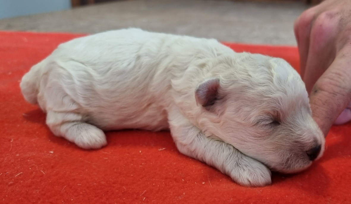 des hirondelles du voyage - Chiots disponibles - Bichon Frise