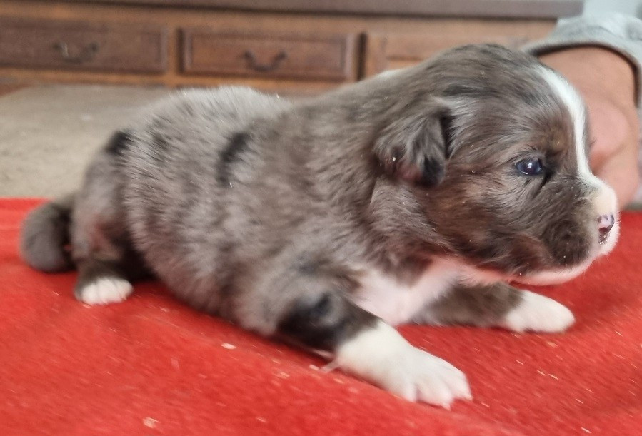 des hirondelles du voyage - Chiots disponibles - Berger Américain Miniature 