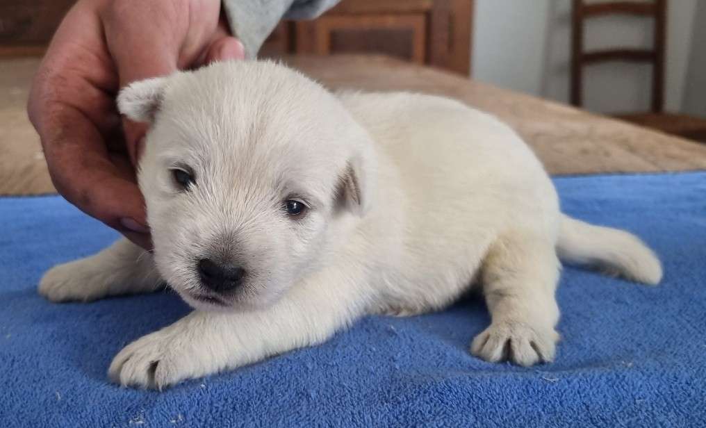 des hirondelles du voyage - Chiots disponibles - West Highland White Terrier