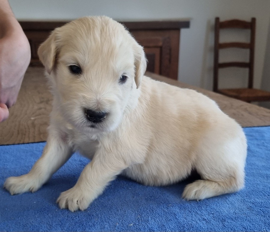 des hirondelles du voyage - Chiots disponibles - Golden Retriever
