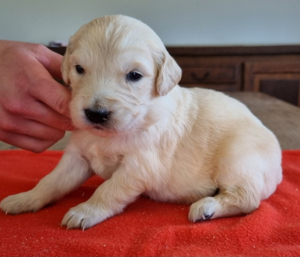 des hirondelles du voyage - Chiots disponibles - Golden Retriever